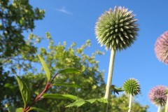 IMG_0610