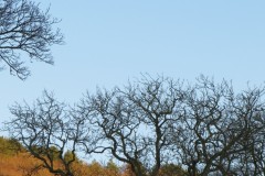 IMG_2979