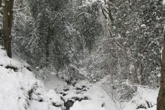 Snow scene