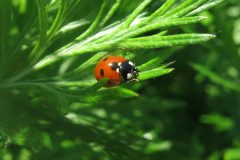 Ladybird