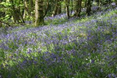 Bluebells