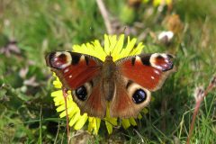 Peacock butterfly