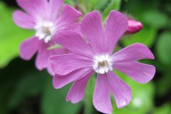 Red Campion